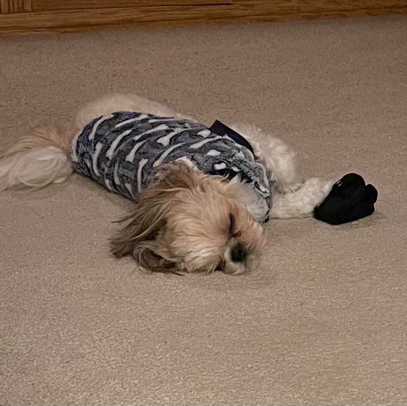 Meet your Posher, Jacksyn - Picture 3 of 16